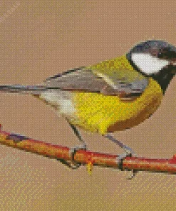 Bird Blue Tit Diamond Painting