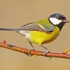 Bird Blue Tit Diamond Painting