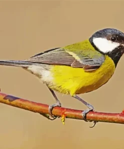 Bird Blue Tit Diamond Painting