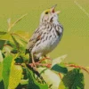 Bird Singing Diamond Painting