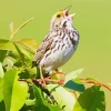 Bird Singing Diamond Painting