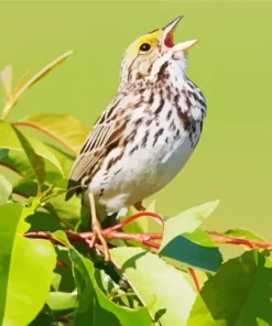 Bird Singing Diamond Painting