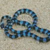 Black and Blue Snake Diamond Painting