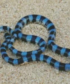 Black and Blue Snake Diamond Painting