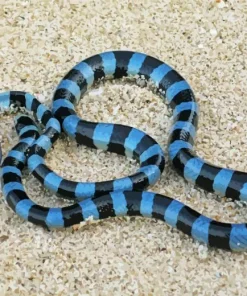 Black and Blue Snake Diamond Painting