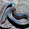 Black And Rainbow Snake Diamond Painting