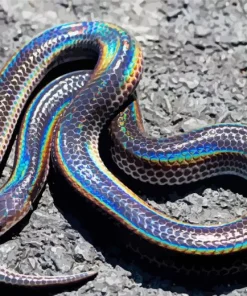 Black And Rainbow Snake Diamond Painting