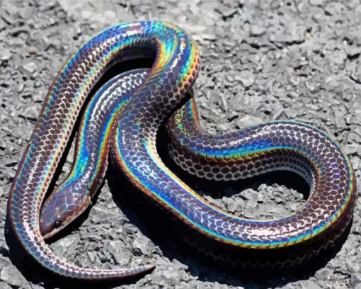 Black And Rainbow Snake Diamond Painting