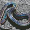 Black And Rainbow Snake Diamond Painting