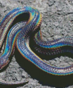 Black And Rainbow Snake Diamond Painting