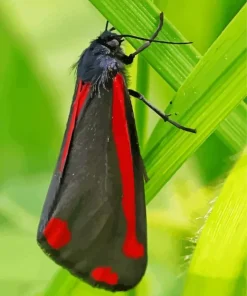 Black And Red Butterfly Diamond Painting