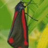 Black And Red Butterfly Diamond Painting