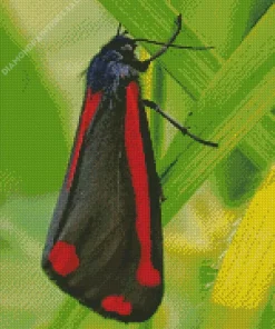 Black And Red Butterfly Diamond Painting