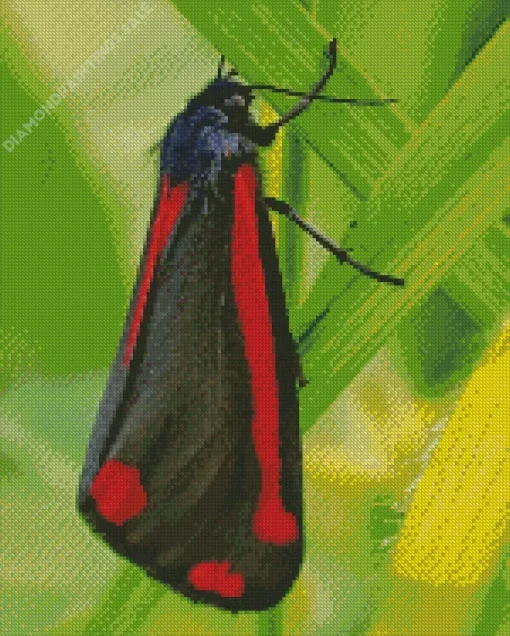 Black And Red Butterfly Diamond Painting
