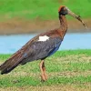 Black And Red Ibis Diamond Painting