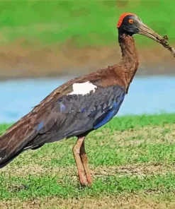 Black And Red Ibis Diamond Painting