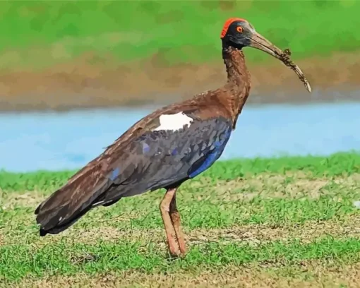 Black And Red Ibis Diamond Painting