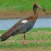 Black And Red Ibis Diamond Painting