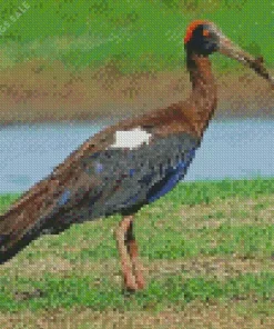Black And Red Ibis Diamond Painting