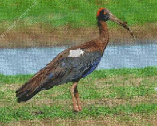Black And Red Ibis Diamond Painting
