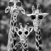 Black And White Giraffes Diamond Painting