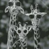 Black And White Giraffes Diamond Painting