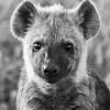 Black And White Hyena Diamond Painting