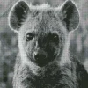 Black And White Hyena Diamond Painting