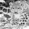 Black And White Leopard Diamond Painting