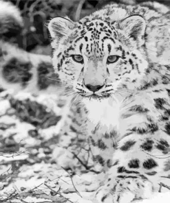 Black And White Leopard Diamond Painting