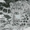 Black And White Leopard Diamond Painting