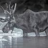 Black And White Moose Diamond Painting