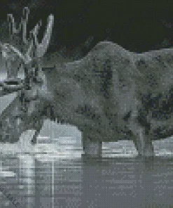 Black And White Moose Diamond Painting