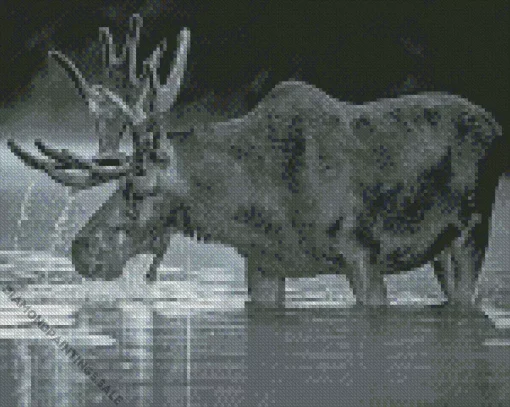 Black And White Moose Diamond Painting