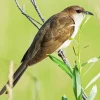 Black Billed Cuckoo Diamond Painting
