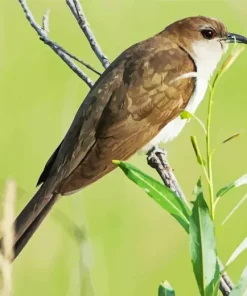 Black Billed Cuckoo Diamond Painting