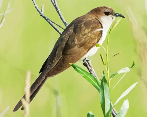 Black Billed Cuckoo Diamond Painting