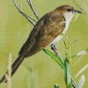 Black Billed Cuckoo Diamond Painting