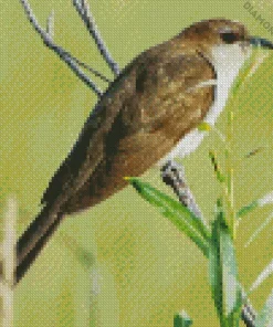 Black Billed Cuckoo Diamond Painting