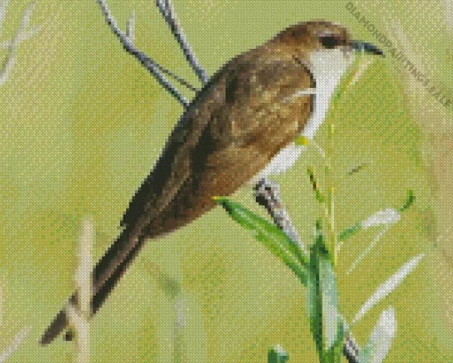 Black Billed Cuckoo Diamond Painting