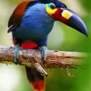 Black Billed Mountain Toucan Diamond Painting