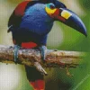 Black Billed Mountain Toucan Diamond Painting