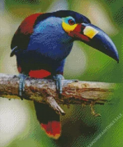 Black Billed Mountain Toucan Diamond Painting