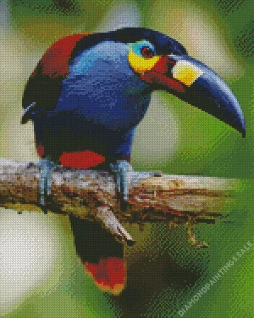 Black Billed Mountain Toucan Diamond Painting