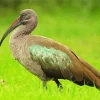 Black Ibis Bird Diamond Painting