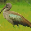 Black Ibis Bird Diamond Painting