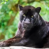 Black Jaguar Diamond Painting