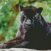 Black Jaguar Diamond Painting