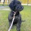 Black Mini Labradoodle Diamond Painting