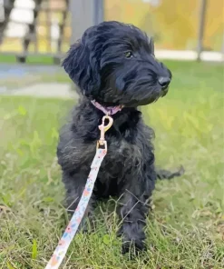 Black Mini Labradoodle Diamond Painting
